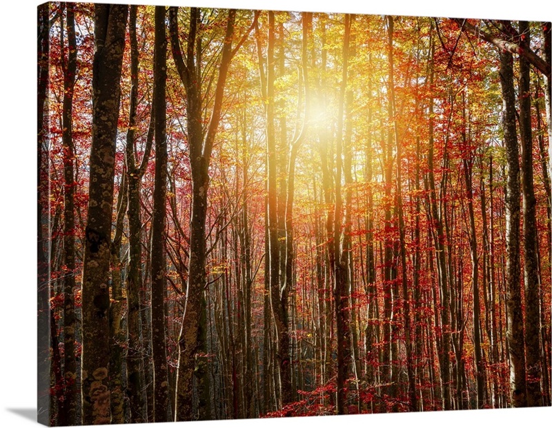 Autumn Rays | Great Big Canvas