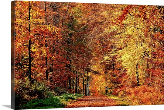 Autumn Way Photo Canvas Print | Great Big Canvas