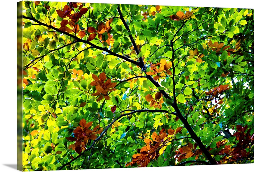 Looking up to a leafy green canopy with spplahes of golden leaves.