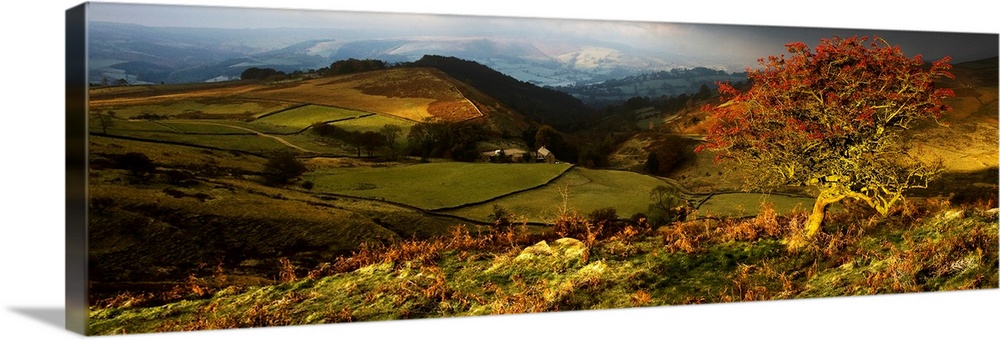 A panoramic landscape across rolling fileds and hills in golden light with a berry filled bush in the foreground.