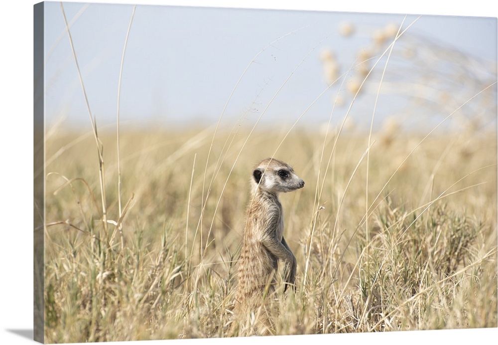 A baby meerkat looks out on the big world through the long grass.