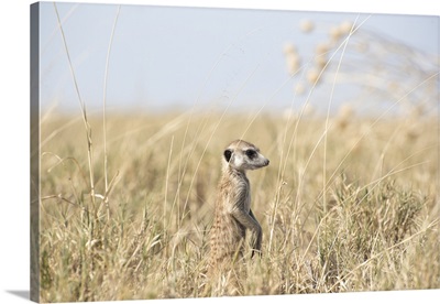 Baby Meerkat In The Grass
