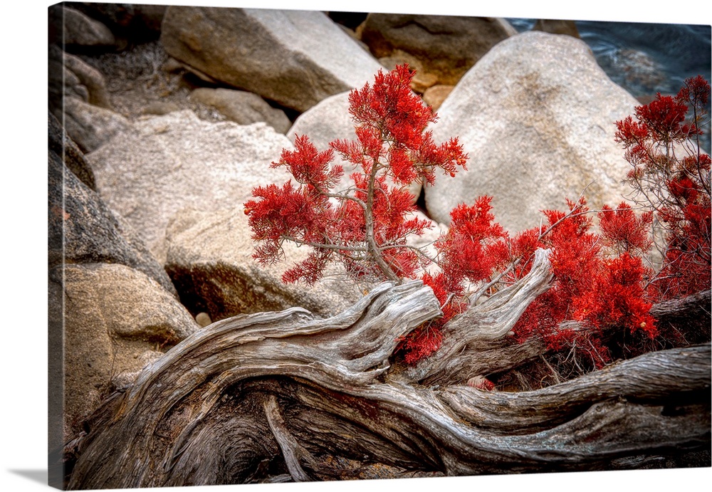 A gnarled piece of driftwood lies among large, smooth rocks, with vibrant red foliage growing from it. The scene juxtapose...