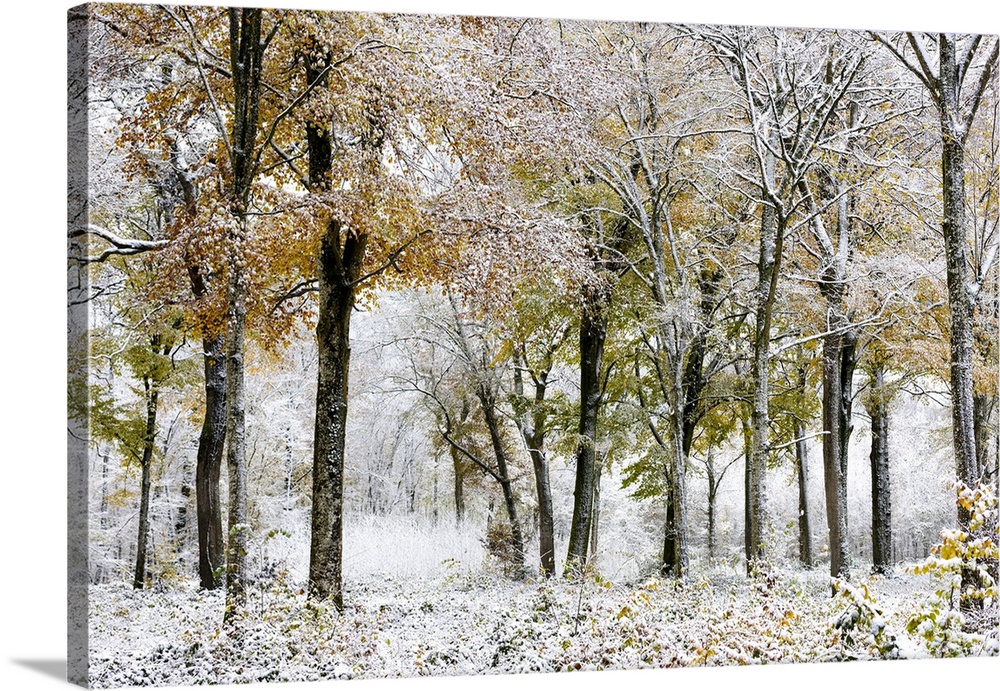 A serene forest scene combines autumn's colorful leaves with a fresh dusting of snow.