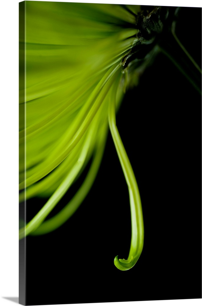 A contemporary close up of a cascading Crysthamum flower in lime green on a black background.