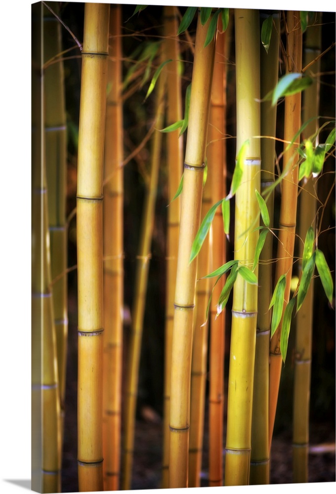 Fine art photo of several stalks of bamboo in shallow focus.