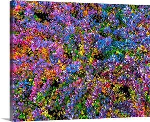 Barberry image thumbnail