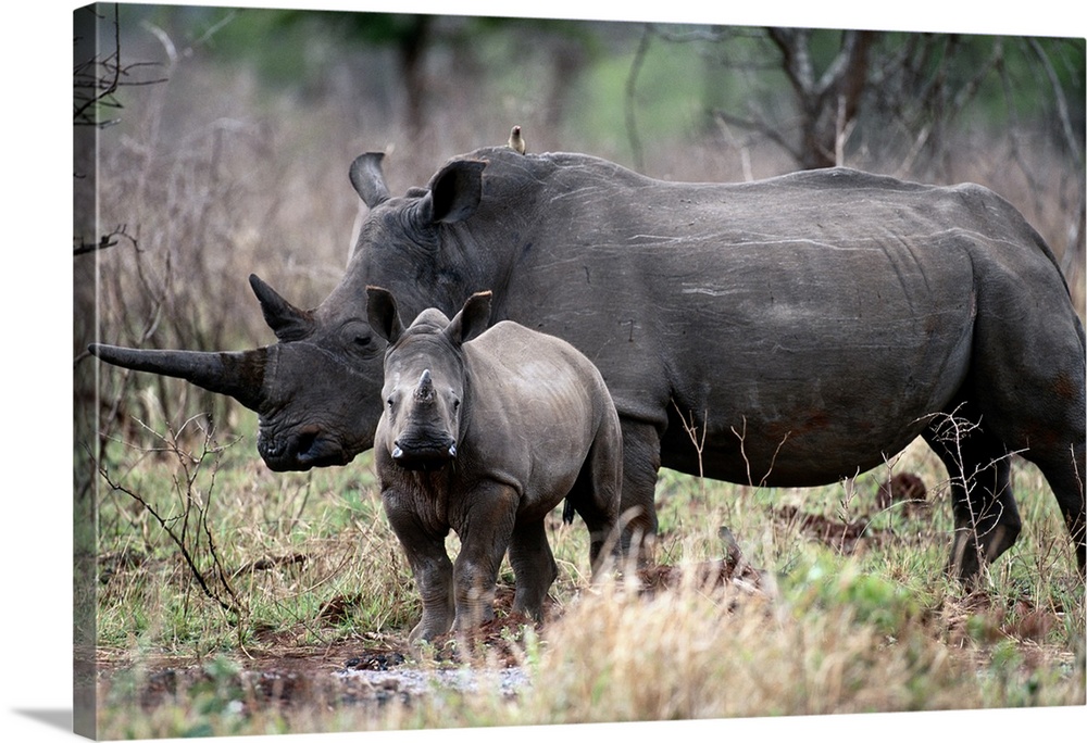 White Rhinoceros, Phinda Reserve, South Africa
