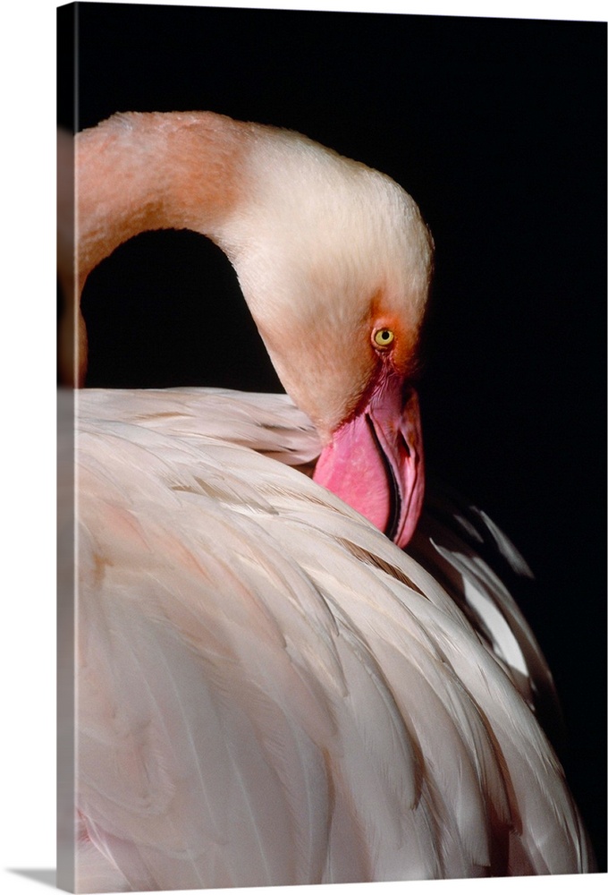 American flamingo portrait, Florida.
