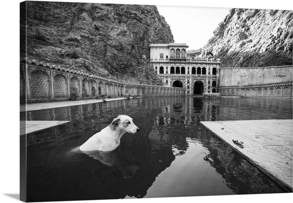 Stray dog cools down at the Monkey temple in Jaipur.