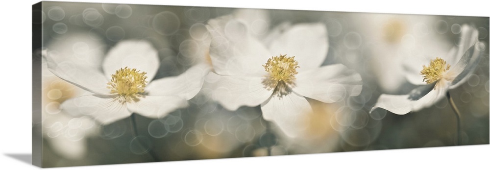 Several images of anemones blended together.