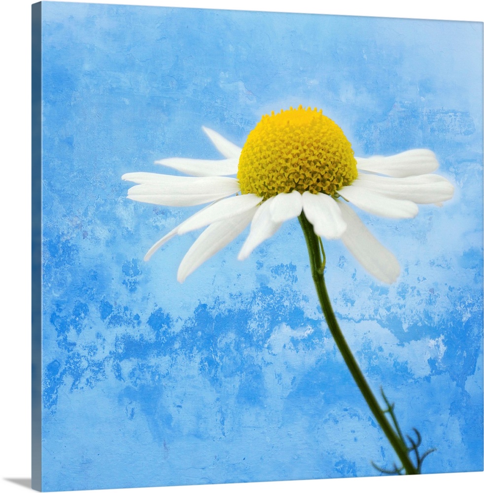 Up-close photograph of daisy with abstract background.