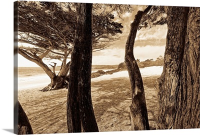 Beach Trees