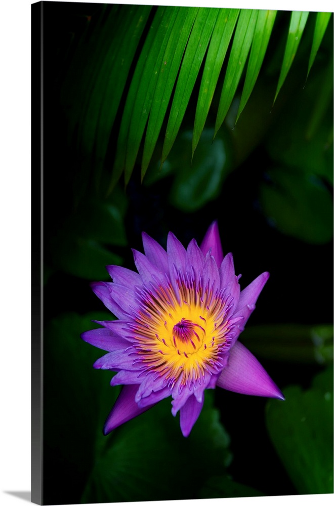 Pretty water lily flower