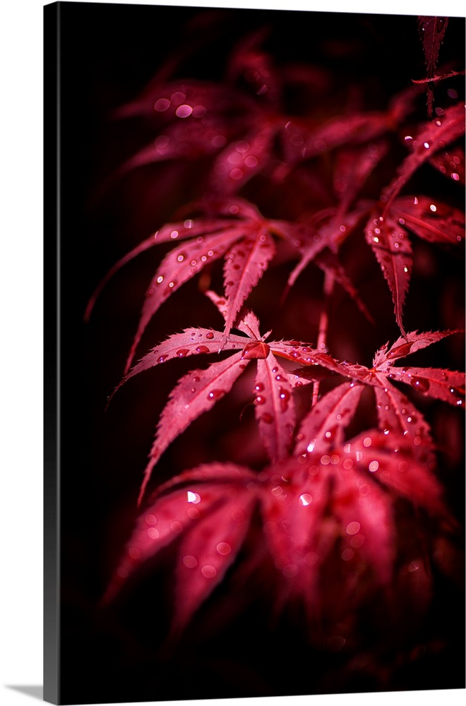 A photograph of a dew drop covered Japanese maple leaves.