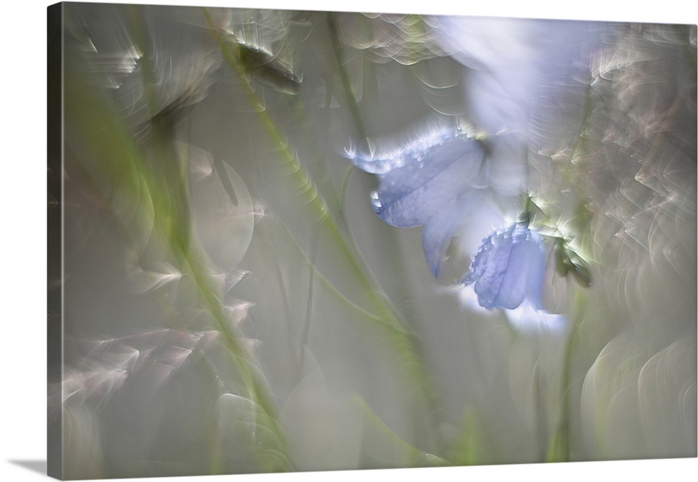 An image of bluebells and straw taken in sunlight with a Helios lens. Helios lenses gives this soft expression and flares ...