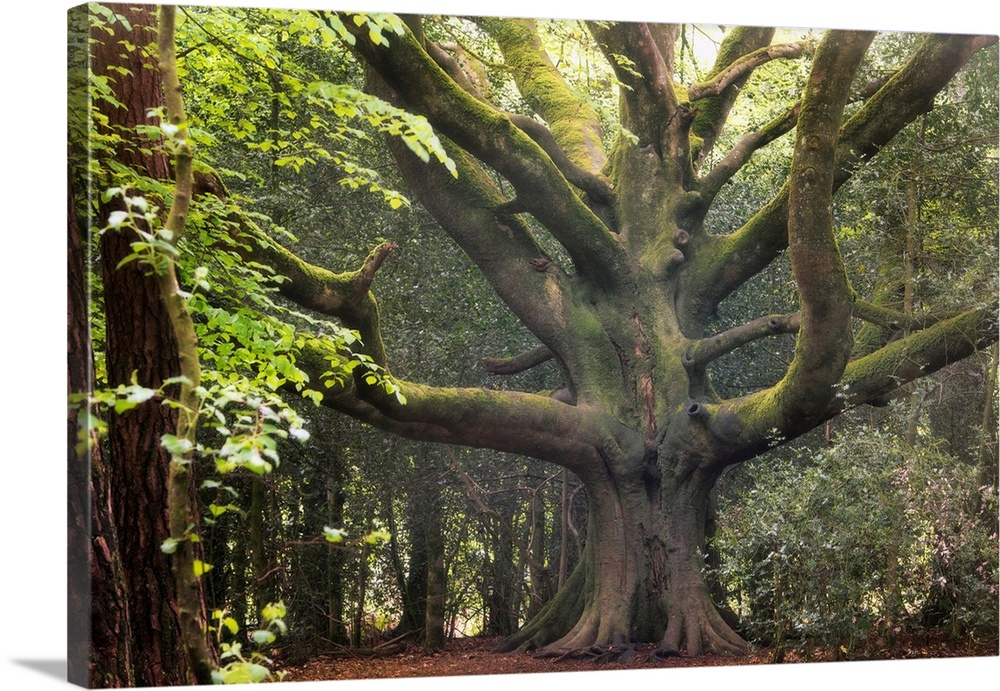 Big beech tree in the legendary broceliande forest