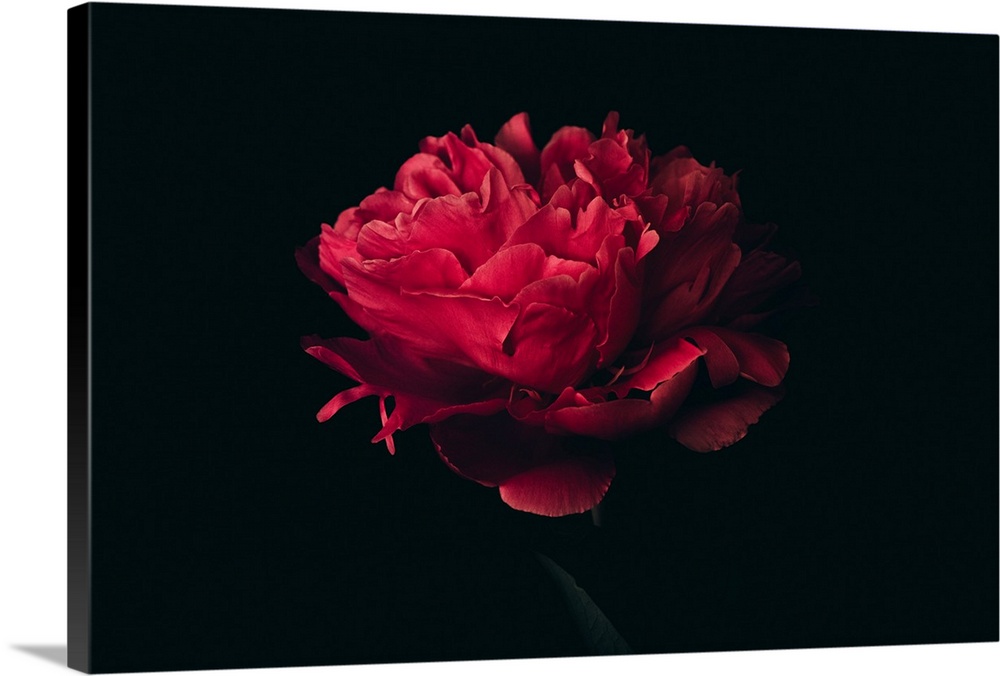 Big head of red peony on a black background
