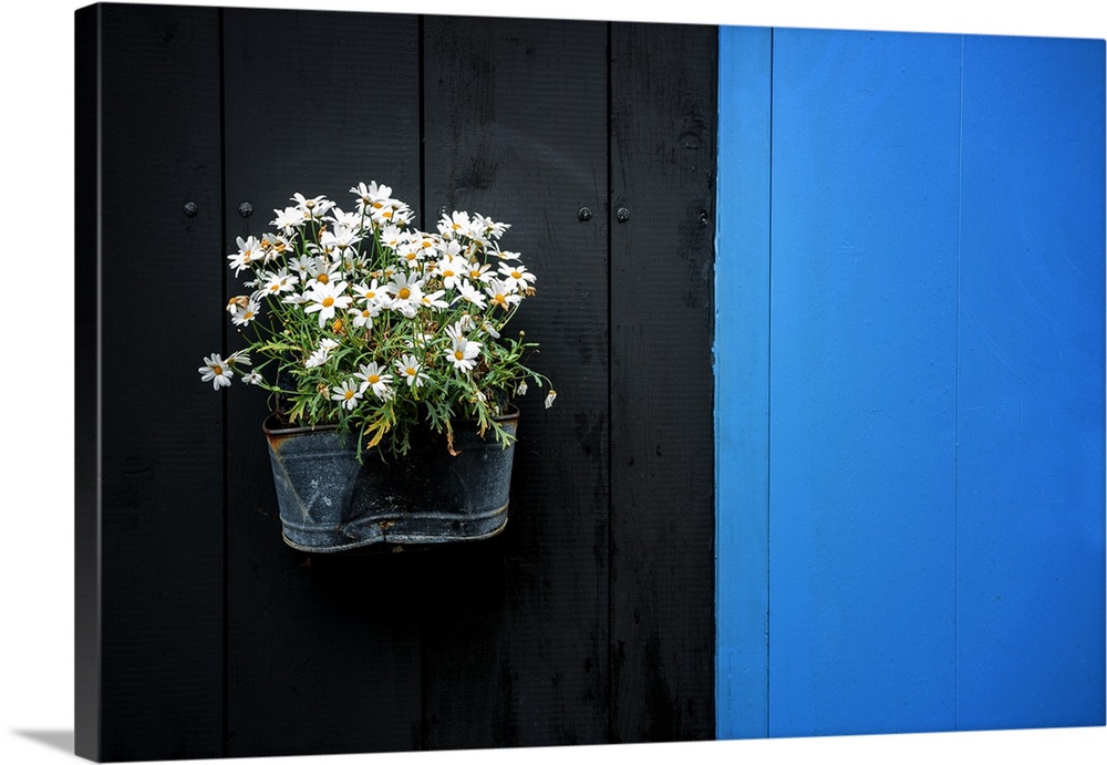 A planter on the side of a black and blue wall holding several white flowers.