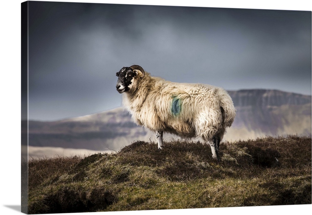Wild Blackface Sheep standing on the hills of the Quiraing on the Isle of Skye with stormy skye in the background.