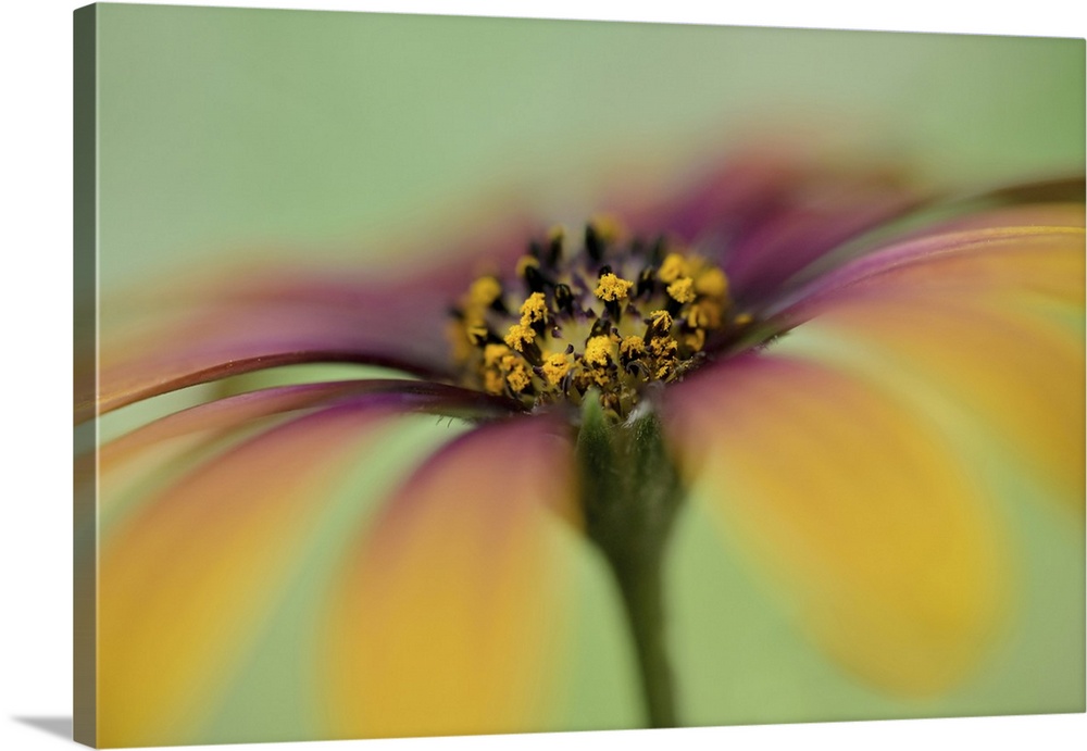 Close-up of a Daisy with narrow depth of field.