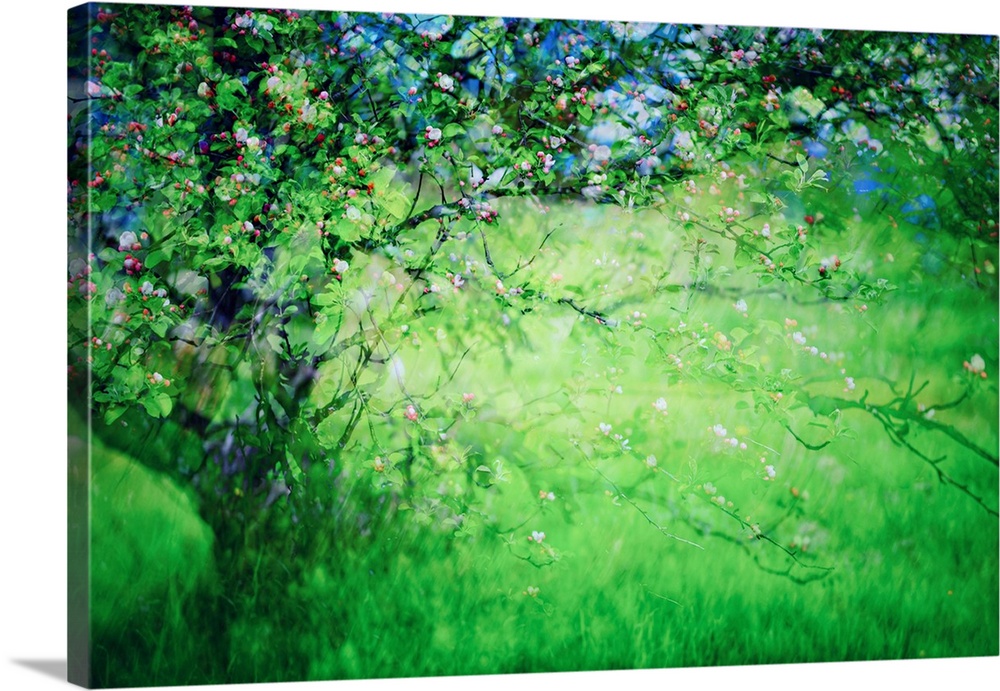 Spring blossoms on a wild apple tree in a small town in British Columbia, Canada. The image was made using the in-camera b...