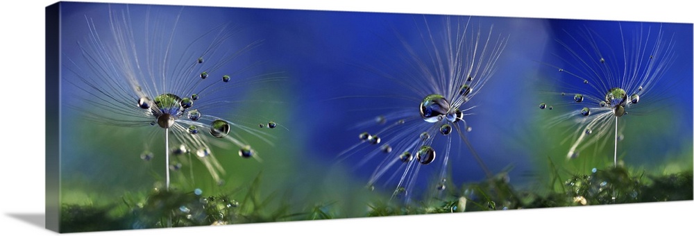 Three small dandelion seeds covered in dew drops.