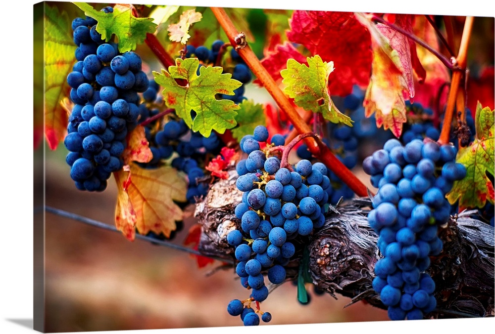 Fine art photo of a boldly colored bunch of grapes still on the vine.