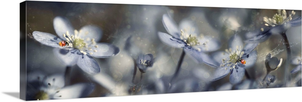 Panoramic, dreamlike image of gray-blue flowers with two ladybugs and bokeh lighting.