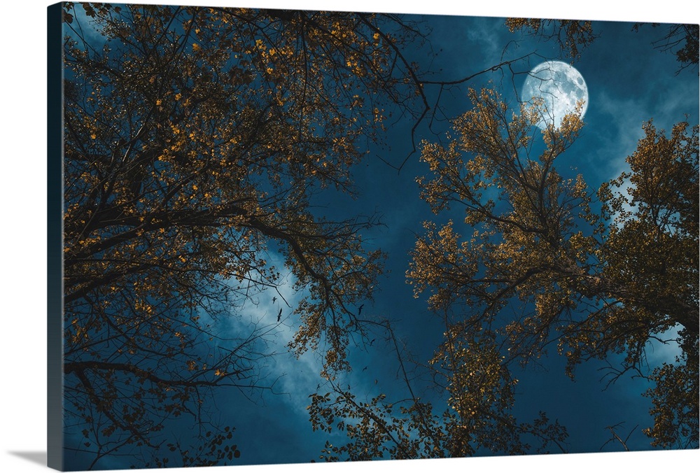 Night sky with full moon seen through trees