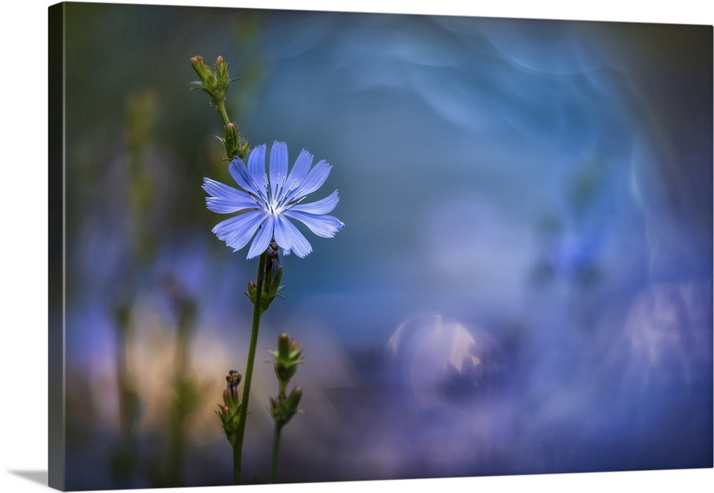 A delicate blue flower stands out against a dreamy, blurred background with soft hues of blue and purple. The foreground s...