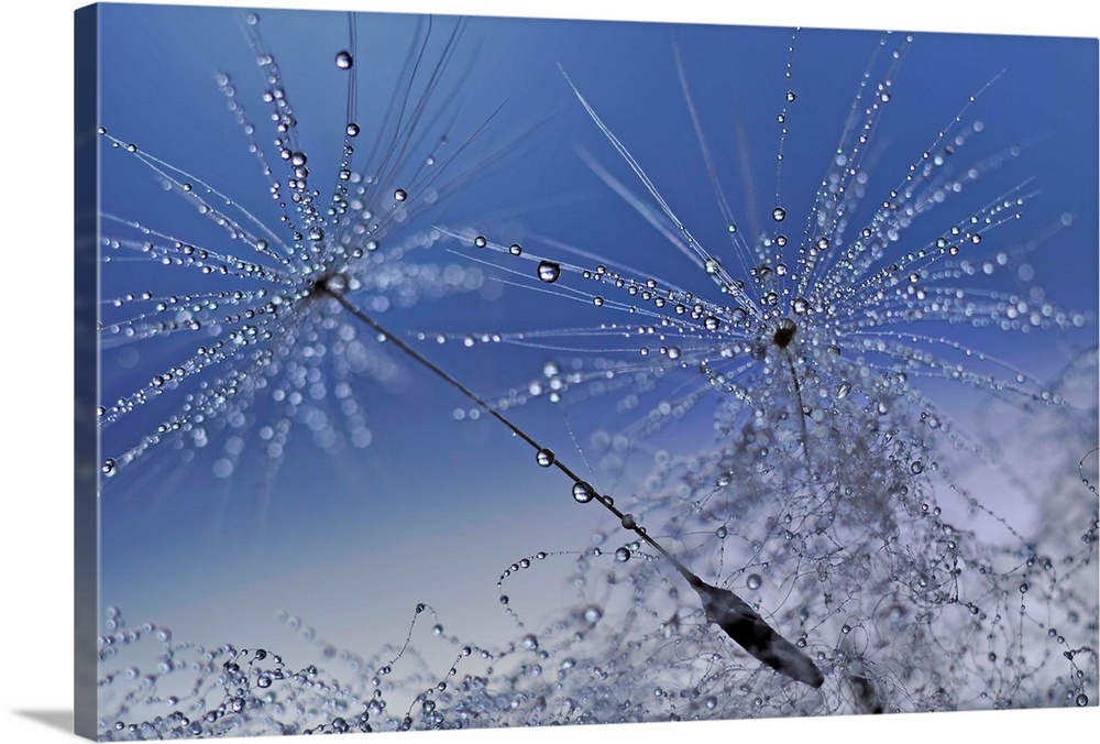 Macro photograph of dandelion seeds covered in tiny drops of water with a blue and gray background.