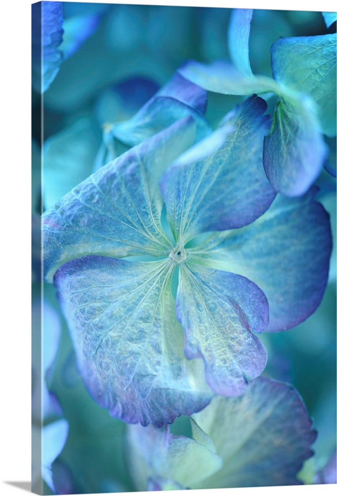 Blue-dominant floral composition