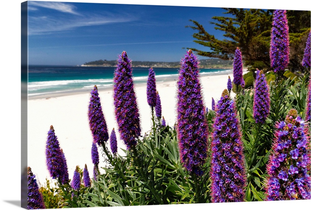 Blue Wildflowers (Pride of Madeira) blooming along the Pacific beach, Carmel-by the Sea, Monterey Peninsula, California.