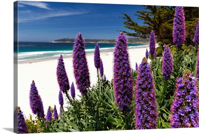Blue Wildflowers (Pride Of Madeira) Blooming Along The Pacific Beach, California