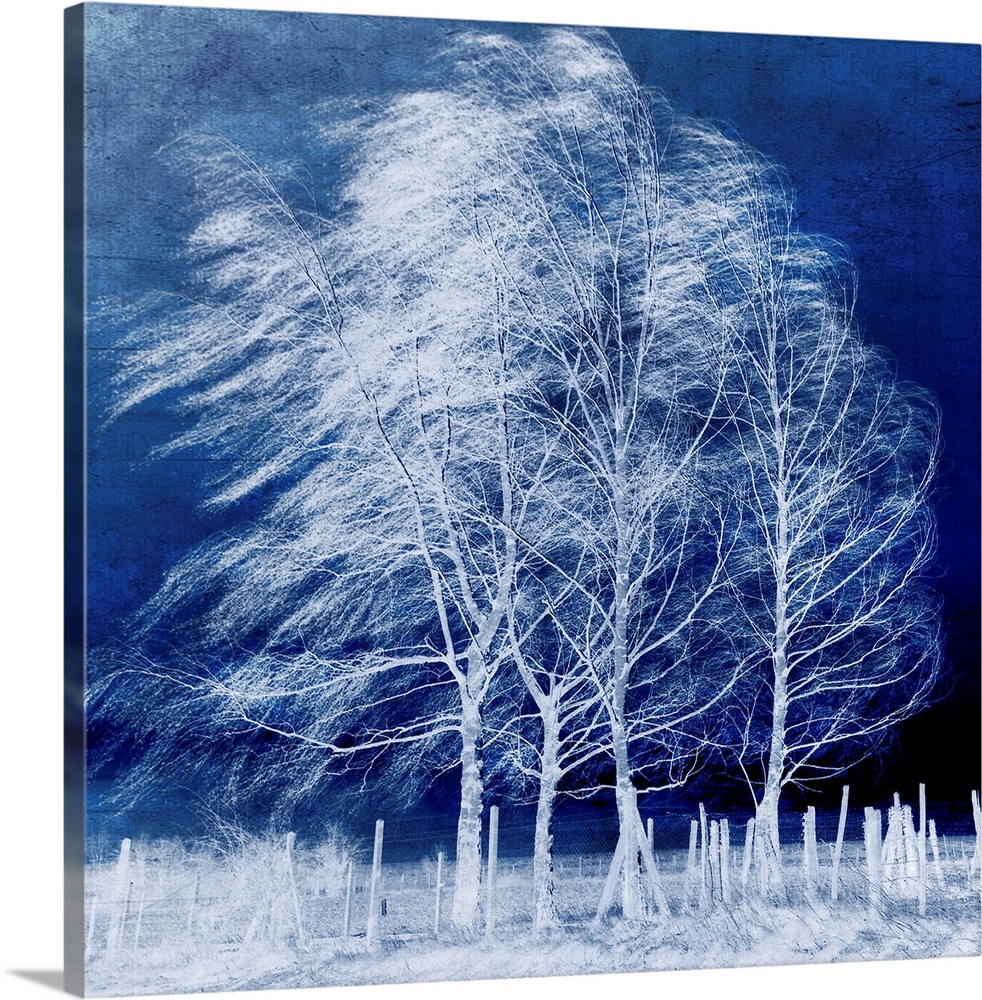 This large piece shows bare trees blowing in the winter wind with a fence and the ground almost pure white. The deep blue ...