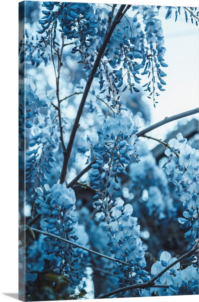 Branches of blue lilac.