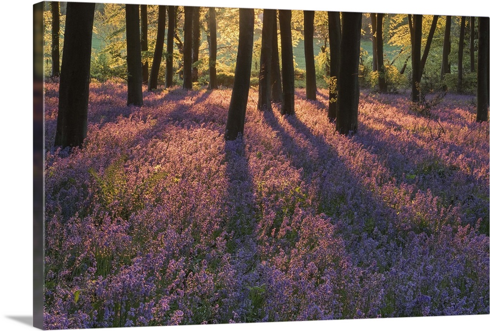 An English Bluebell Wood at sunset with golden light and long shadows across a field of dense bluebells.