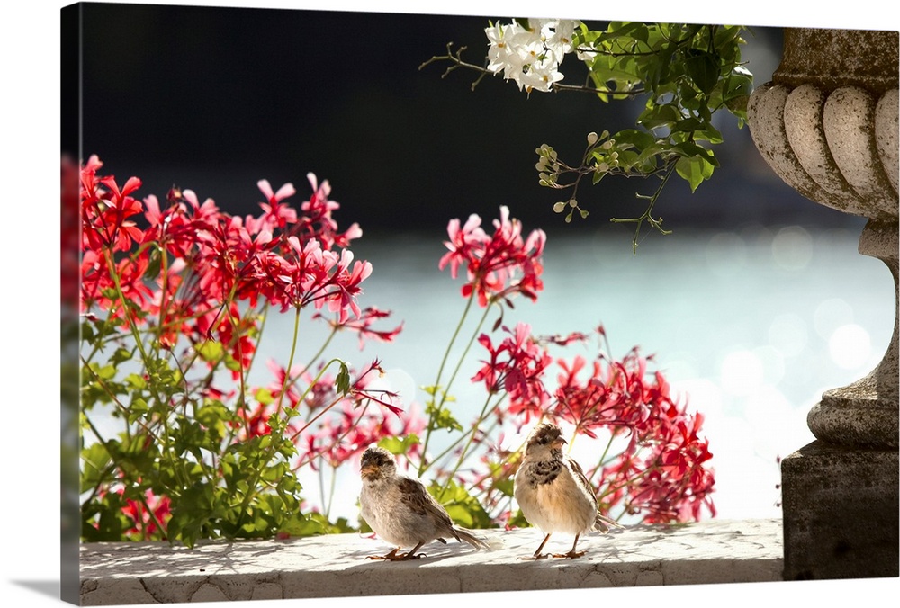 Photograph of two birds on a concrete wall with pink flowers in the background.
