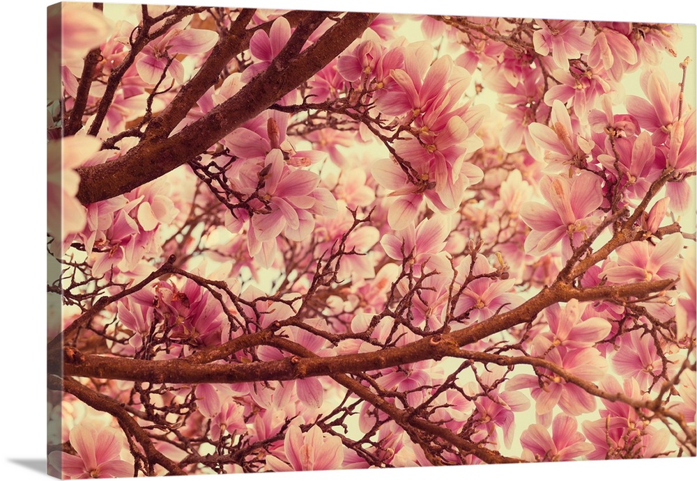 Close-up photograph of a cherry blossom flowers.