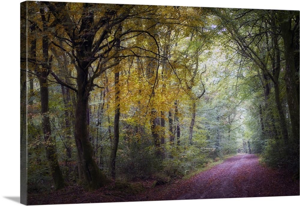 A path in the forest at fall, Broceliande area, France.