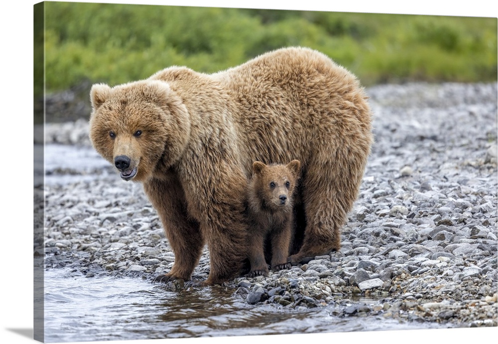 USA, Alaska, Katmai National Park, brown bear (Ursus arctos) sow stands over her cub at river's edge