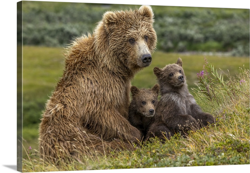 Brown bear sow and two cubs, Katmai National Park, Alaska, USA