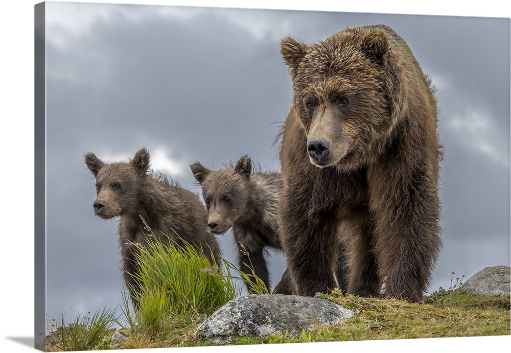 USA, Alaska, Katmai National Park, Brown bear (Ursus arctos) and two first-year cubs