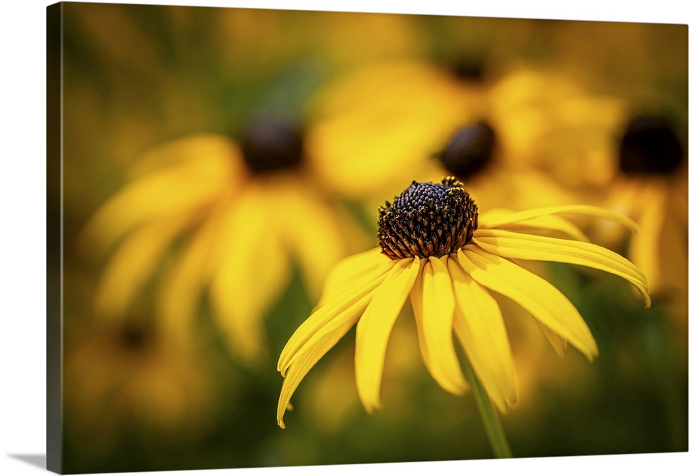 Bright yellow flowers with dark centers are in sharp focus against a softly blurred background, creating an eye-catching c...