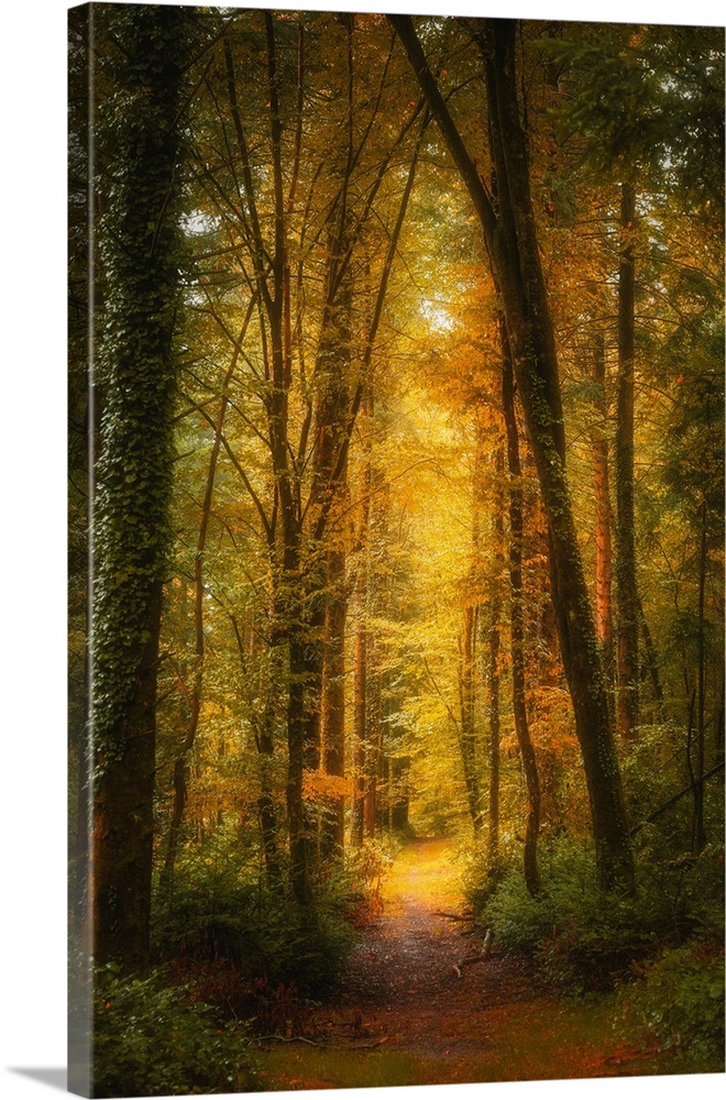 Sunlight filters through the tall trees of a dense forest, casting a warm, golden glow over the path. Lush greenery and au...