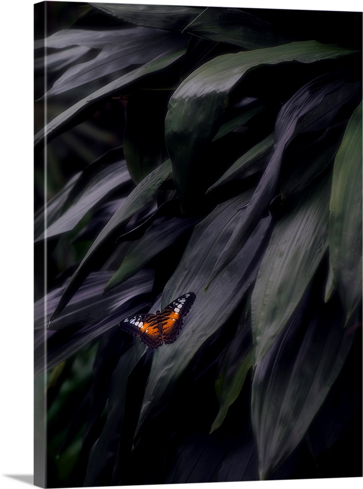 Photograph of an orange, black, and white butterfly on a large, dark leaf.