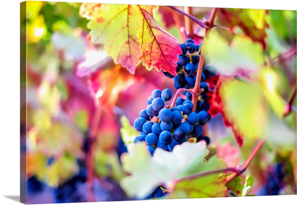 A saturated and colorful photo of grapes on a grapevine.