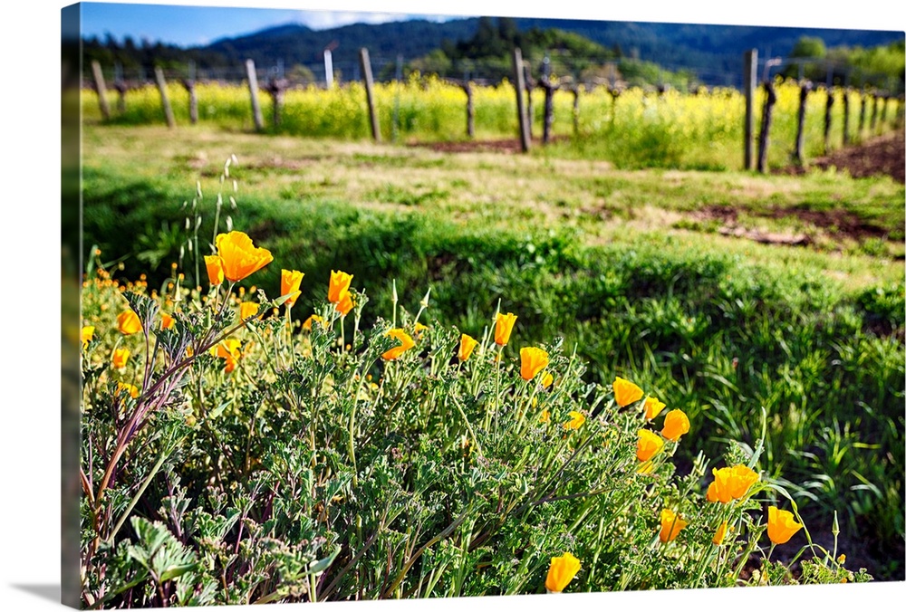Close Up View of Yellow California Poppies Blooming in Napa Valley