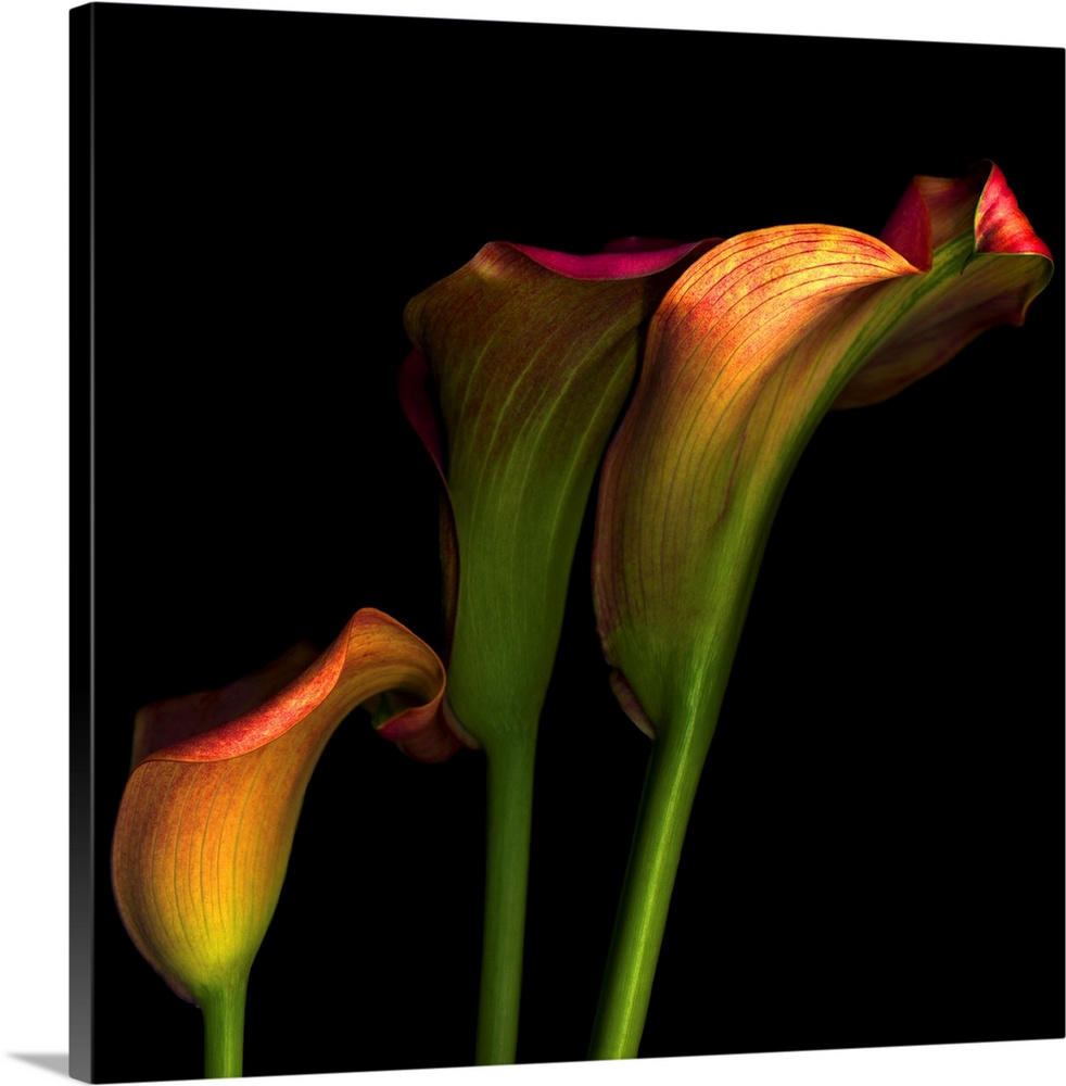 Artwork featuring three calla flowers that stand out against a pitch black background.